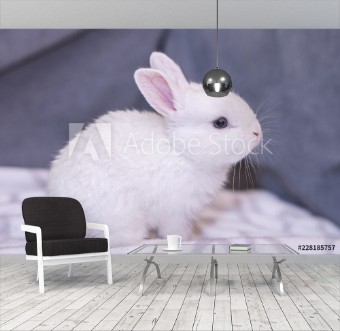 Picture of White bunny rabbit looking frontward to viewer Little bunny sitting on sofa Lovely pet for children and family inside house